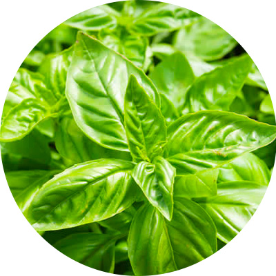 Basil - 147