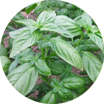 Basil Garibaldi - 345