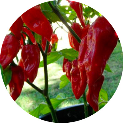 Bhut Jolokia, Rising Sun - 365