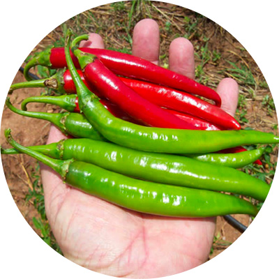Cayenne Gloed - 185