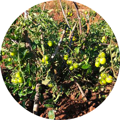 Cherry Achico - 360