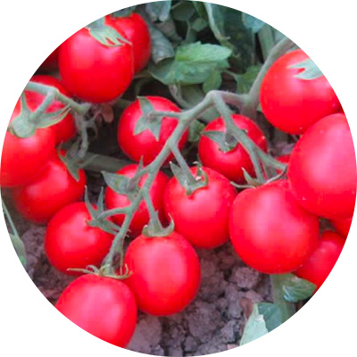 Cherry Red Baron - 282