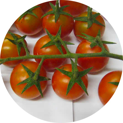 Cherry Robin - 278