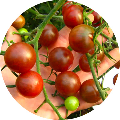 Cherry Santina - 279