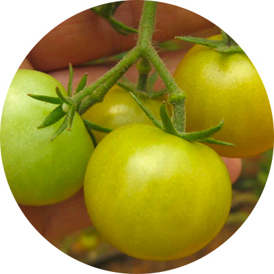 Cherry Tweetie - 281