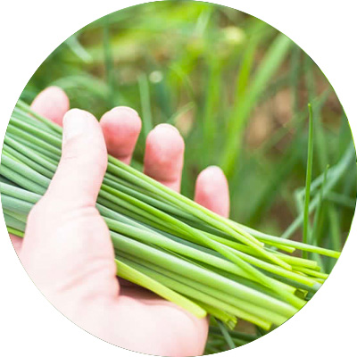 Chives - 148