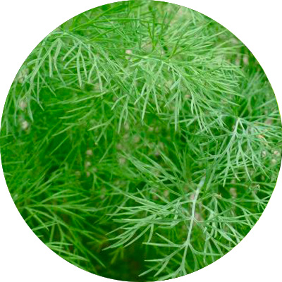 Dill - 346