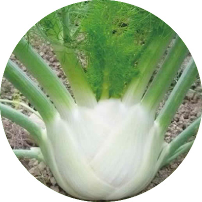 Fennel Goliath F1 - 149