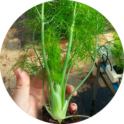 Fennel Romy - 347