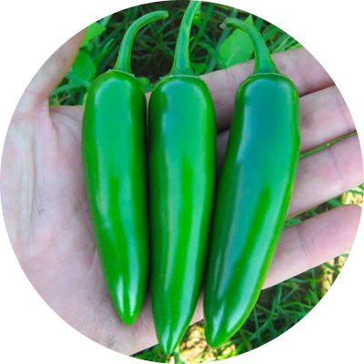 Jalapeno Fantastique - 182