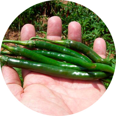 Jalapeno Leda - 356