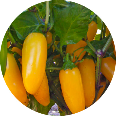 Jalapeno Lemon Spice - 192