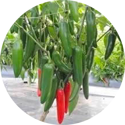 Jalapeno Magnifique - 357
