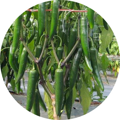 Large Serrano, Bizet - 364