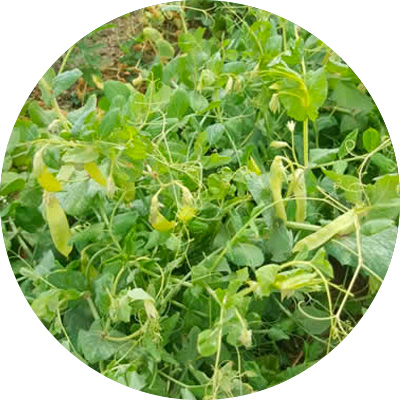 Mange Tout Flava - 168