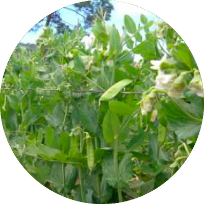 Mange Tout Sweet Horison - 170