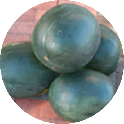 Mayo - 317