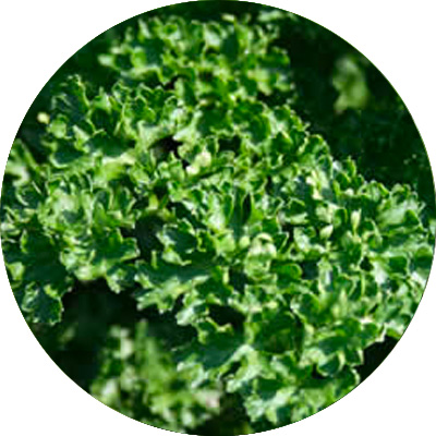 Parsley - 150
