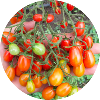 Plum Mini Phumba - 286