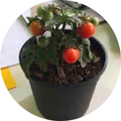 Potting Cherries - 291