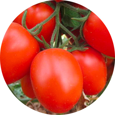 Processing Bagio - 361