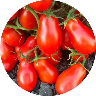 Processing Red Haky - 294