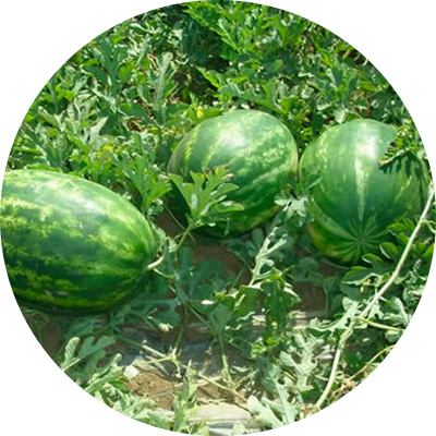 Rosolio - 323