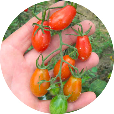San Marzano Mini Marzini - 298