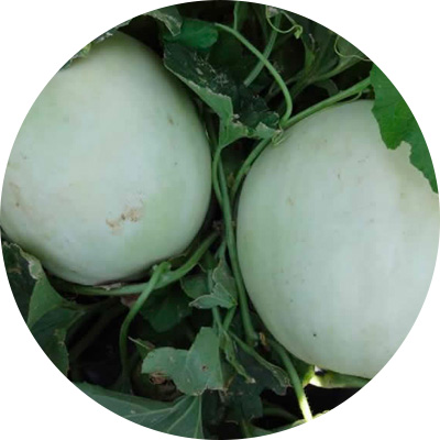 Saponi - 265