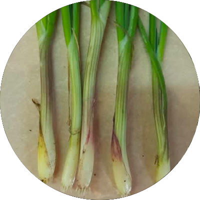 Shallot Pink Stem - 165