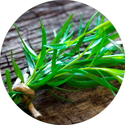Tarragon Russian - 348