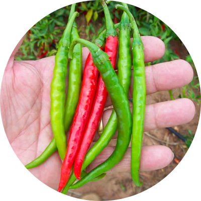 Thai Fiamma - 183